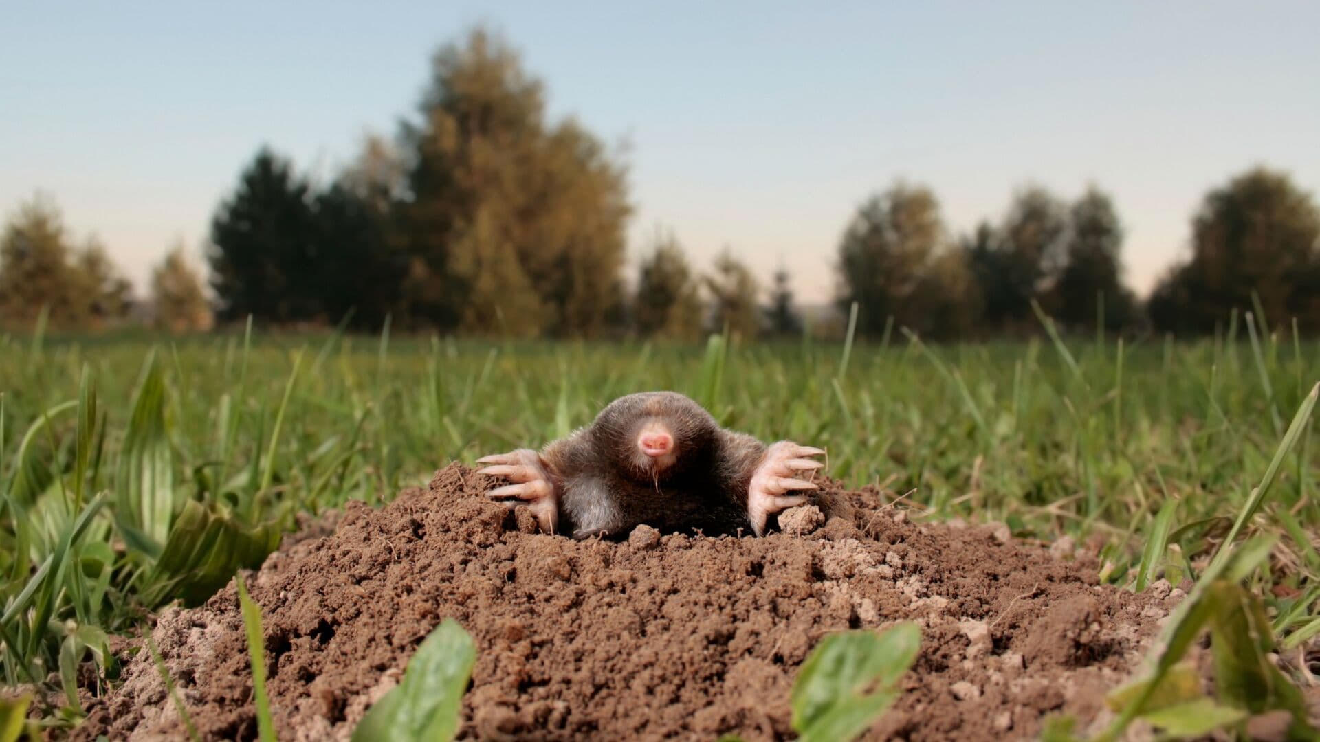 Mole